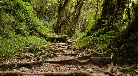 Ankergooi Holiday Accommodation De Kelders Platbos Walking Trail